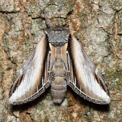 Pheosia tremula (hřbetozubec osikový), Augšperský potok