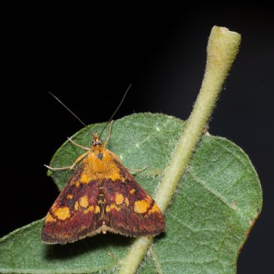 Pyrausta aurata (zavíječ zlatoskvrnný), PP Na cvičišti