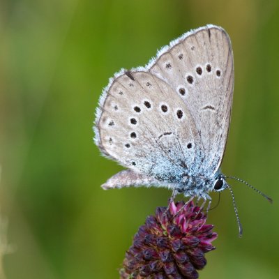 Maculinea teleius (modrásek očkovaný), PR Studnické louky