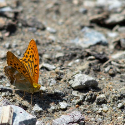 Argynnis paphia (perleťovec stříbropásek), Podkomorské lesy