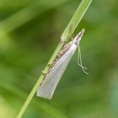 Crambus perlellus (travařík perleťový), PP Obůrky - Třeštěnec