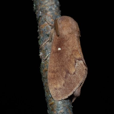 Dendrolimus pini (bourovec borový), PP Černice