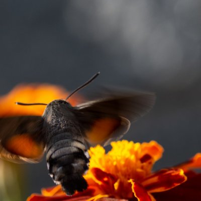 Macroglossum stellatarum (dlouhozobka svízelová), Orlík nad Vltavou