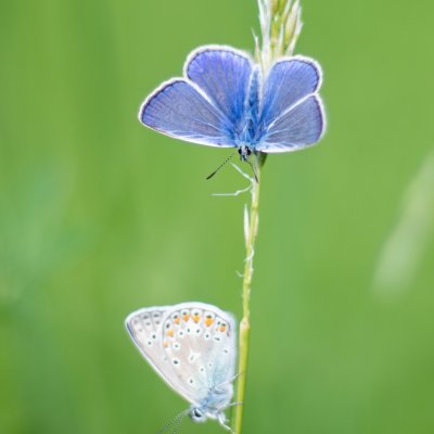 Polyommatus icarus (modrásek jehlicový), Žebětín