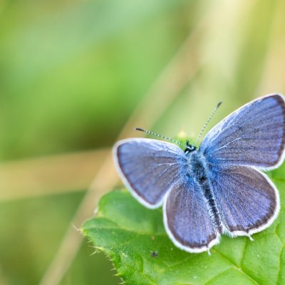 Cupido decoloratus (modrásek tolicový), Bosonohy