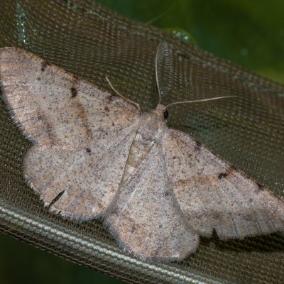 Selidosema plumaria (tmavoskvrnáč čilimníkový), Hornek