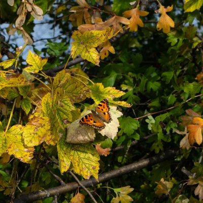 Nymphalis polychloros (babočka jilmová), AT, Falkenstein
