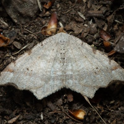 Macaria alternata (kropenatec dubový), Podkomorské lesy, Kopeček