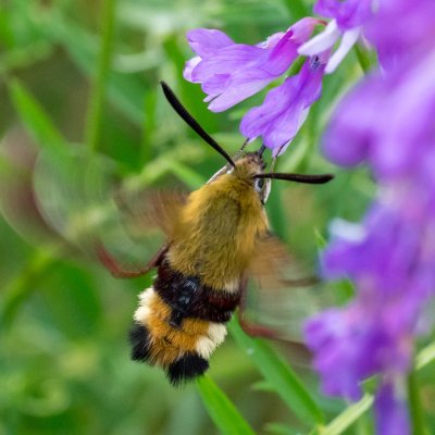 Hemaris fuciformis (dlouhozobka zimolezová), PP Velká Klajdovka