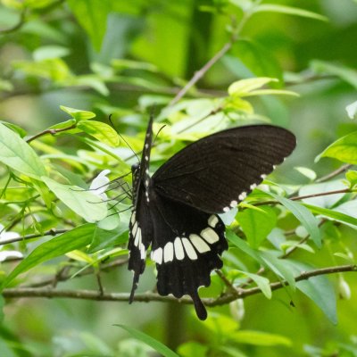 Papilio polytes (-), TH, Phanom