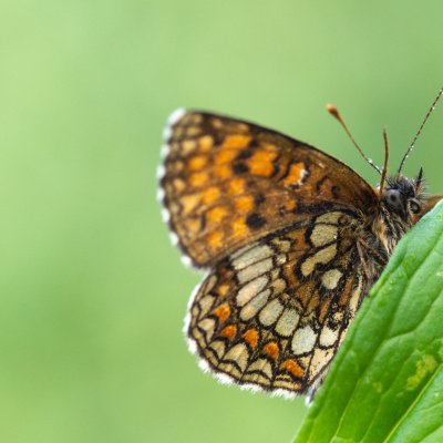 Melitaea athalia (hnědásek jitrocelový), SK, Štôla