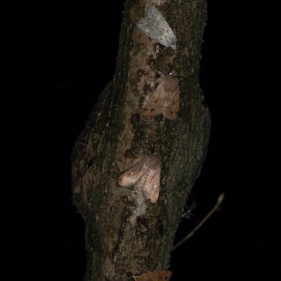 Lithophane ornitopus (dřevobarvec lesní), Perigrapha munda (jarnice černoskvrnná), Eupsilia transversa (zimovnice dravá), Žebětín