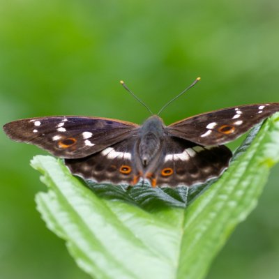 Apatura ilia (batolec červený), Lukovany