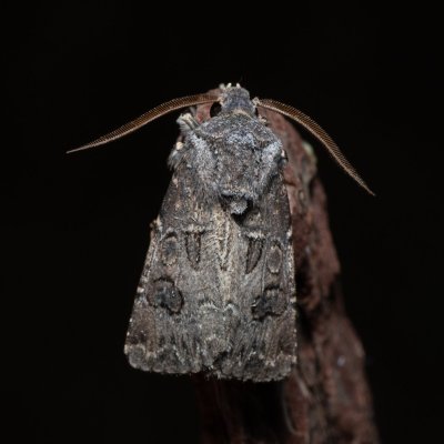 Agrotis bigramma (osenice širokřídlá), NPR Slanisko u Nesytu