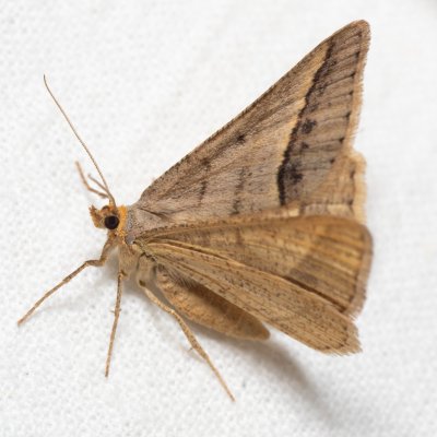 Isturgia arenacearia (kropenatec čičorkový), NPP Červený kopec