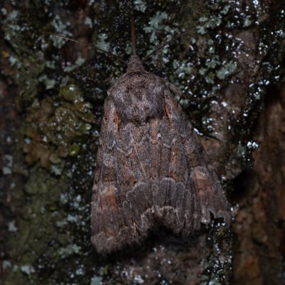 Lacanobia aliena (můra stepní), Havranické vřesoviště