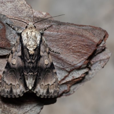 Acronicta alni (šípověnka olšová), PR Svatý kopeček
