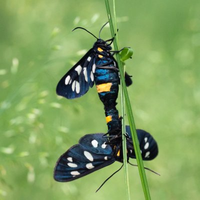 Amata phegea (běloskvrnáč pampeliškový), Žebětín