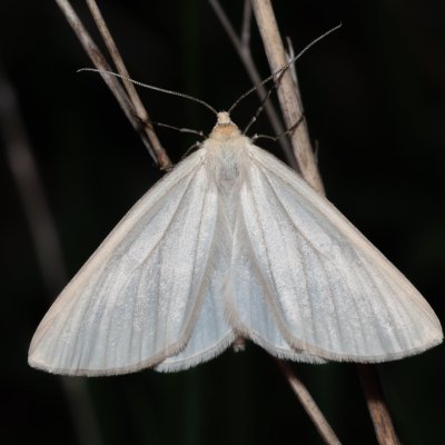 Siona lineata (bělokřídlec luční), NPP Malhotky