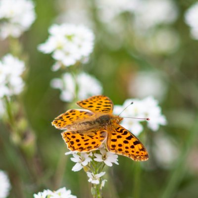 Issoria lathonia (perleťovec malý), PR Biskoupský kopec