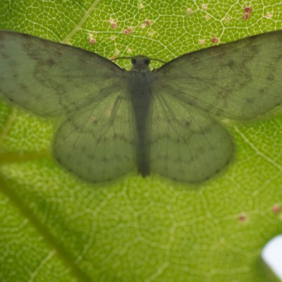 Asthena albulata (píďalka trnková), Babice nad Svitavou