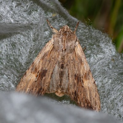 Lithophane socia (dřevobarvec stromový), Havranické vřesoviště