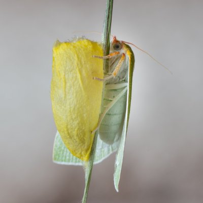 Bena bicolorana (zeleněnka dubová), Žebětín