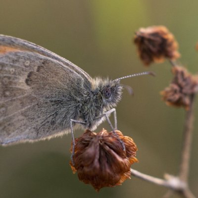 Coenonympha pamphilus (okáč poháňkový), PR Kamenný vrch
