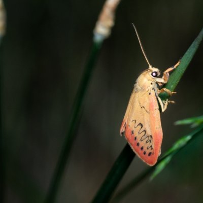 Miltochrista miniata (lišejníkovec půvabný), Podkomorské lesy