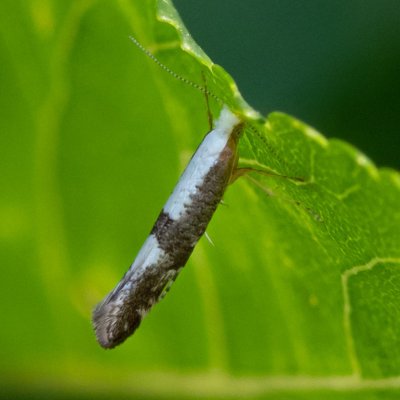Argyresthia spinosella (-), Senorady