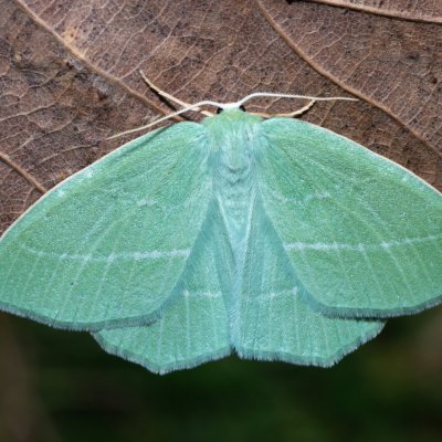 Hemistola chrysoprasaria (zelenopláštník plaménkový), PR Svatý kopeček