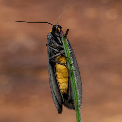 Atolmis rubricollis (lišejníkovec černý), PP Černice