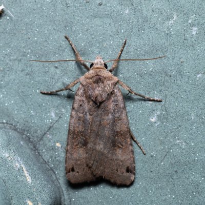 Xestia baja (osenice rulíková), Kývalka