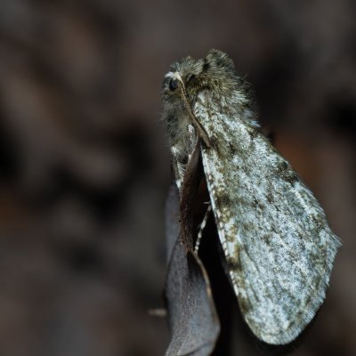 Phigalia pilosaria (drsnokřídlec hrušňový), Kývalka