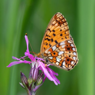Boloria selene (perleťovec dvanáctitečný), Přírodní park Rakovecké údolí