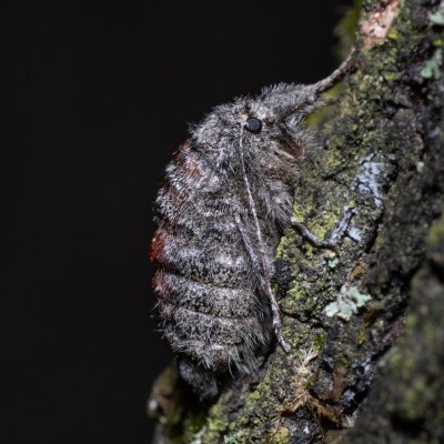 Apocheima hispidaria (drsnokřídlec dubový), Žebětín