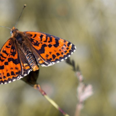 Melitaea didyma (hnědásek květelový), Hnanice