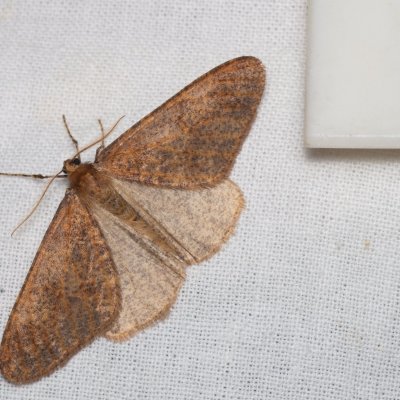 Erannis defoliaria (tmavoskvrnáč zhoubný), Stará dálnice, Brno