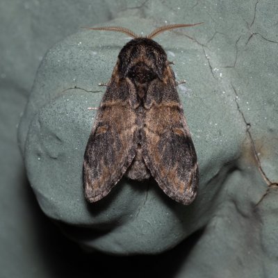Notodonta tritophus (hřbetozubec topolový), Kývalka
