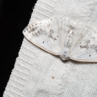 Lomographa temerata (tmavoskvrnáč zahradní), Žebětín