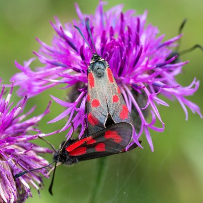 Zygaena loti (vřetenuška kozincová), SK, Štôla