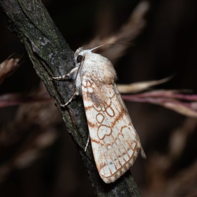 Dicycla oo (blýskavka dvouoká), NPP Pouzdřanská step - Kolby