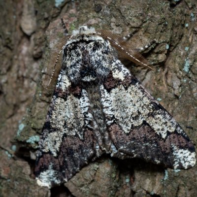 Biston strataria (drsnokřídlec lipový), Kývalka