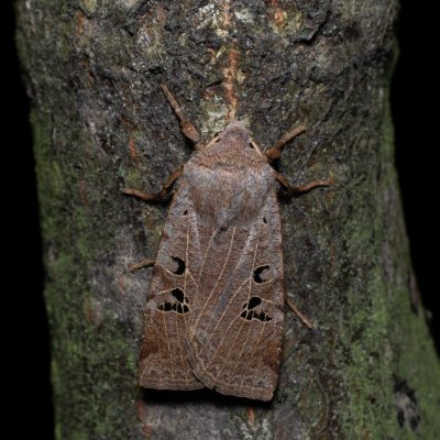 Conistra rubiginosa (zimovnice trnková), Žebětín