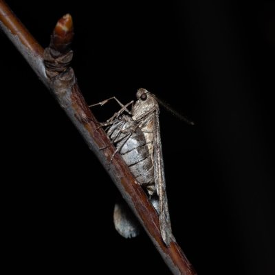 Alsophila aescularia (hedvábnice jarní), PR Kamenný vrch