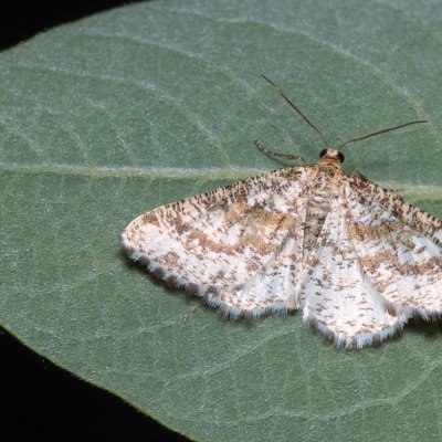 Heliomata glarearia (kropenatec žlutavý), Hády