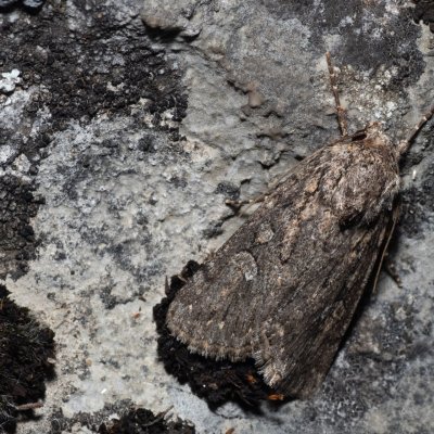 Dichagyris forcipula (osenice šedokřídlá), PR Svatý kopeček