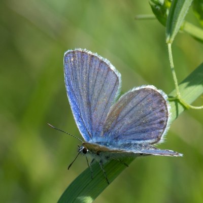 Plebejus argyrognomon (modrásek podobný), PP Černice