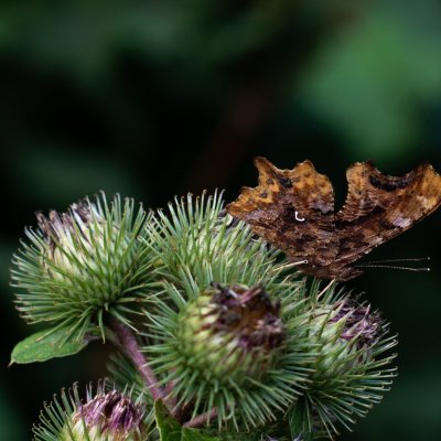 Polygonia c-album (babočka bílé c), Adamov