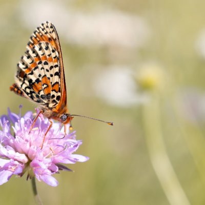 Melitaea didyma (hnědásek květelový), Hnanice